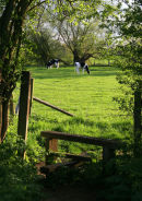 Dairy cattle grazing