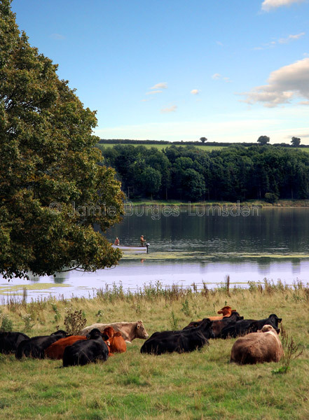 Cattle asleep by Eyebrook reservoir with fishermen in the background