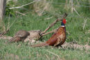 Cock Pheasant holds his hens in Spring Barley