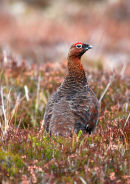 Red Grouse cock bird