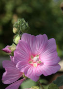 Beautiful weeds