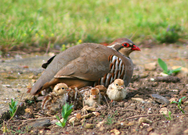 French Partridge with chicks