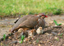 French Partridge with chicks