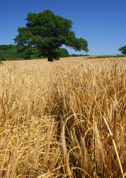 Winter Barley crop at Geddington Northamptonshire
