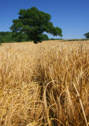 Winter Barley crop at Geddington Northamptonshire