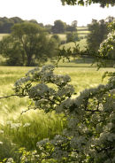 Northamptonshire hedges in bloom