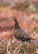 Red Grouse Hen bird