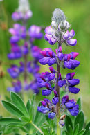 Wild Lupin on the banks of the river Spey