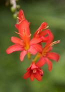 Montbretia in full glory