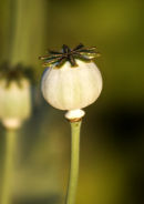Poppy seed head