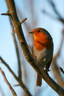 Robin red breast