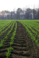 Spring barly tramlines