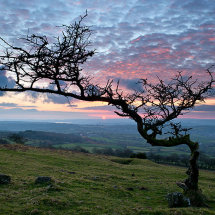 Twisted tree