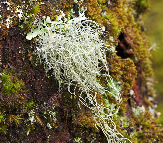 Wistman's Wood, Dartmoor
