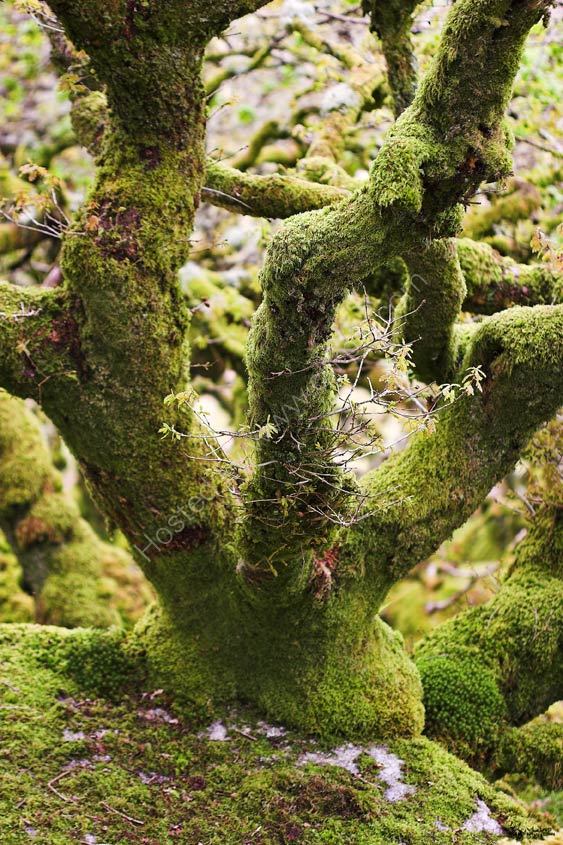 Wistman's Wood, Dartmoor