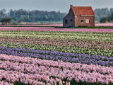 Keukenhof Gardens & the flower fields of Holland