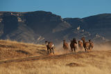 Here they come