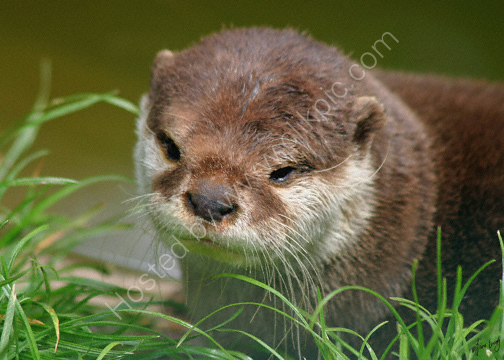 Asian short clawed otter 