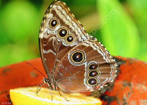 Taken at Buckfastleigh Butterflies and Otters 