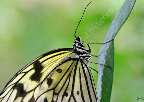 Taken at Buckfastleigh Butterflies and Otters