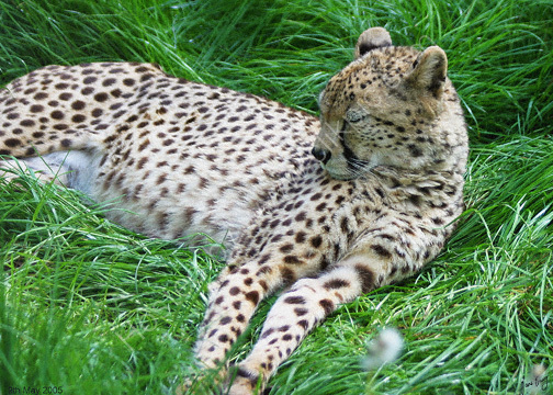 Cheetah at Paignton Zoo