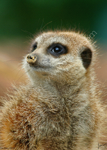 Meerkat at Paignton Zoo