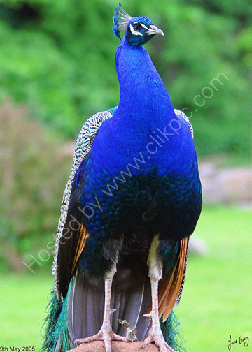 Peacock at Paignton Zoo