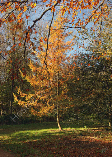 Westonbirt Arboretum