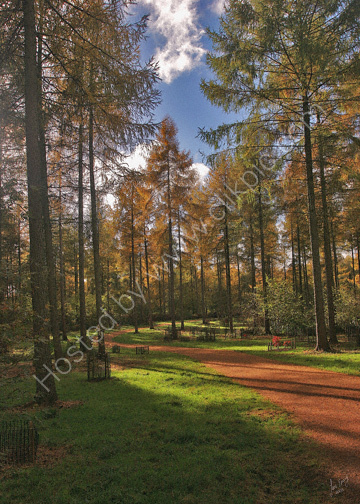 Westonbirt Arboretum