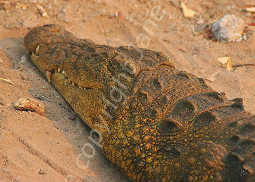 Nile Crocodile