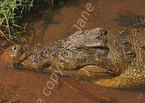 Nile Crocodile