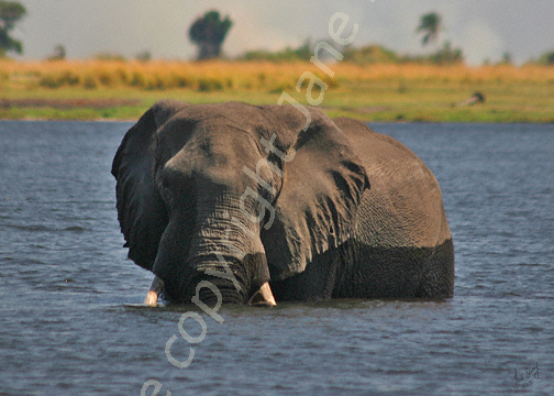 Bathing elephant