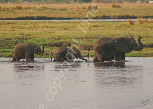 Elephants crossing Chobe River