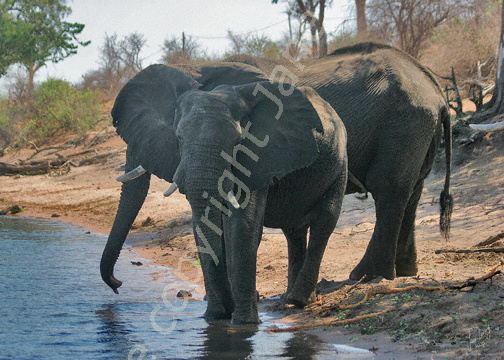 Elephants at Chobe River
