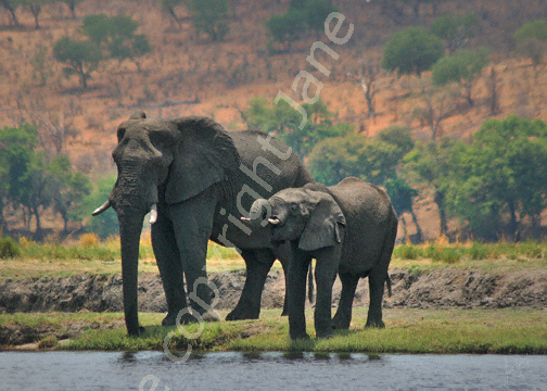 Elephants at Chobe River