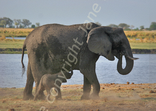 Cow and calf on the banks of the Chobe River