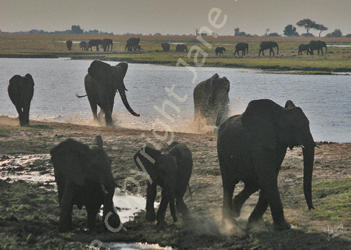 Playing elephants