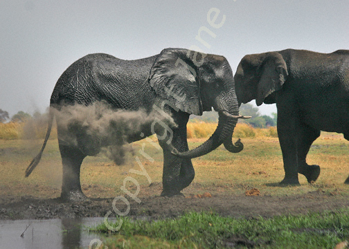 Dust bath