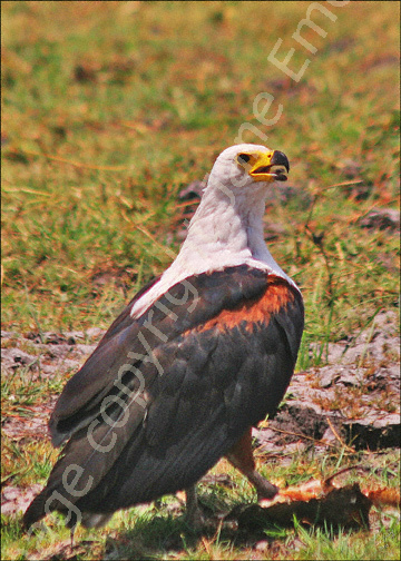 Fish Eagle