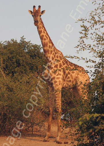 Giraffe at sunset
