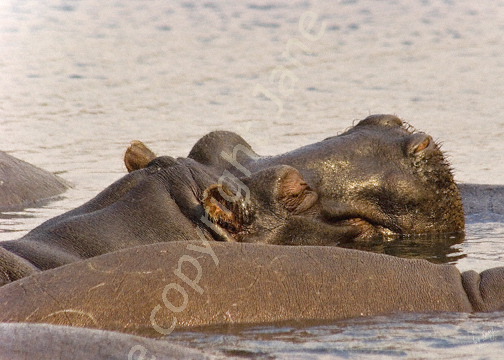 Hippo family