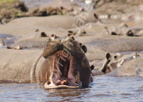 Chobe river hippos