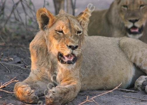 Resting lioness