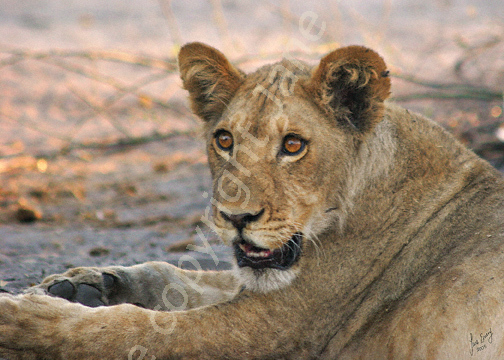 Resting lioness