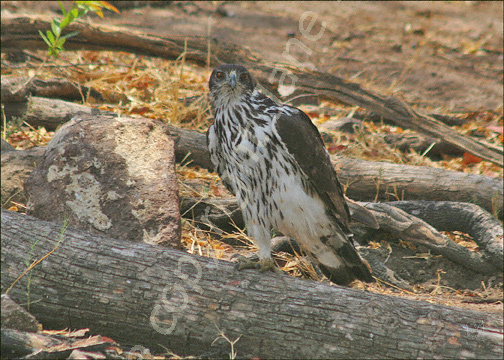 Martial Eagle