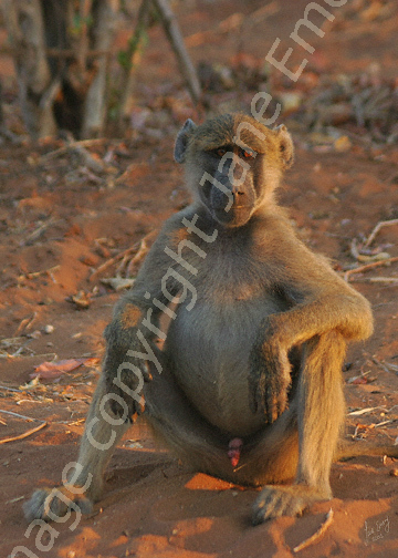Male Baboon