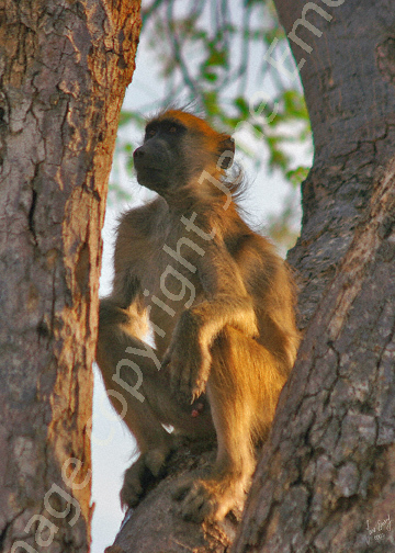 Can I get any further up this tree?