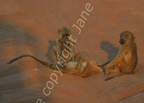Babies playing in the sand