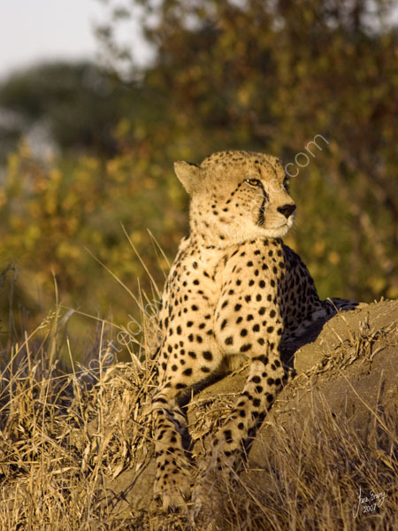 Male cheetah