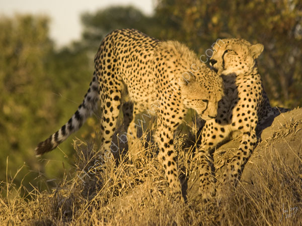 Cheetahs